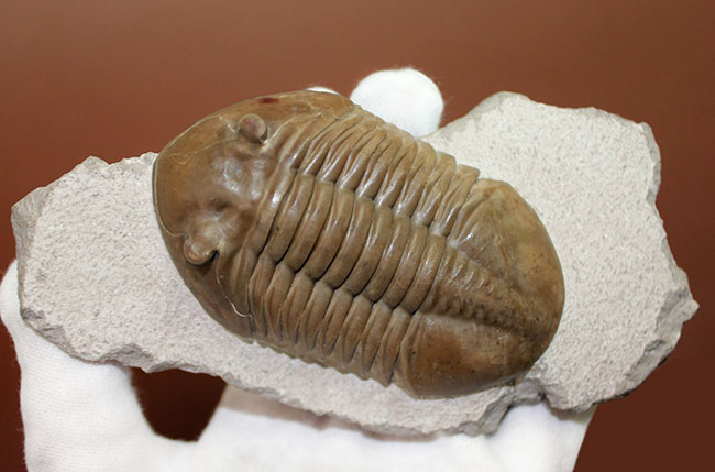 三葉虫の化石 驚異的保存 アサフスの一種 本物保証-