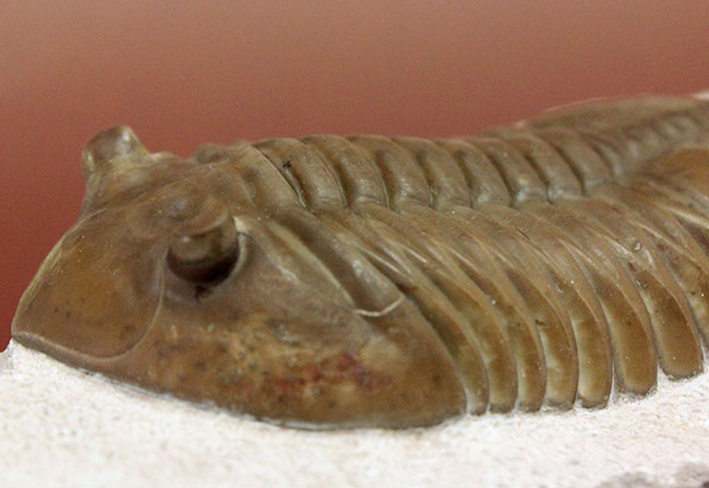 三葉虫コレクター必見!これ以上望めない完璧なアサフス・レピドゥルス(Asaphus lepidurus)。特大、それでいて対称性、保存状態ともに抜群!(その8)