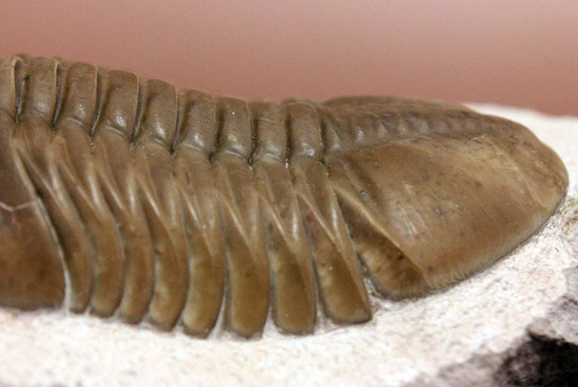 三葉虫コレクター必見!これ以上望めない完璧なアサフス・レピドゥルス(Asaphus lepidurus)。特大、それでいて対称性、保存状態ともに抜群!(その9)