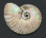 ファーストコレクションにいかがですか？遊色アンモナイトの代表格、マダガスカル産のクレオニセラス（Cleoniceras）の化石