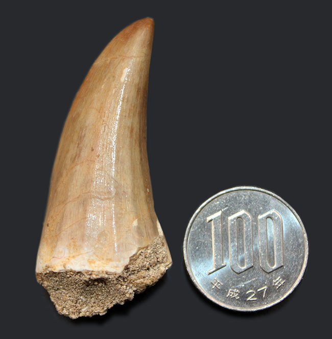 白亜紀後期の海のキング！モササウルス（Mosasaurus）科の生物の鋭い歯化石（その8）