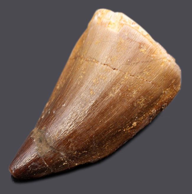 プレゼントにいかが?白亜紀の海中のボス、モササウルス(Mosasaurus)科の歯化石(その1)