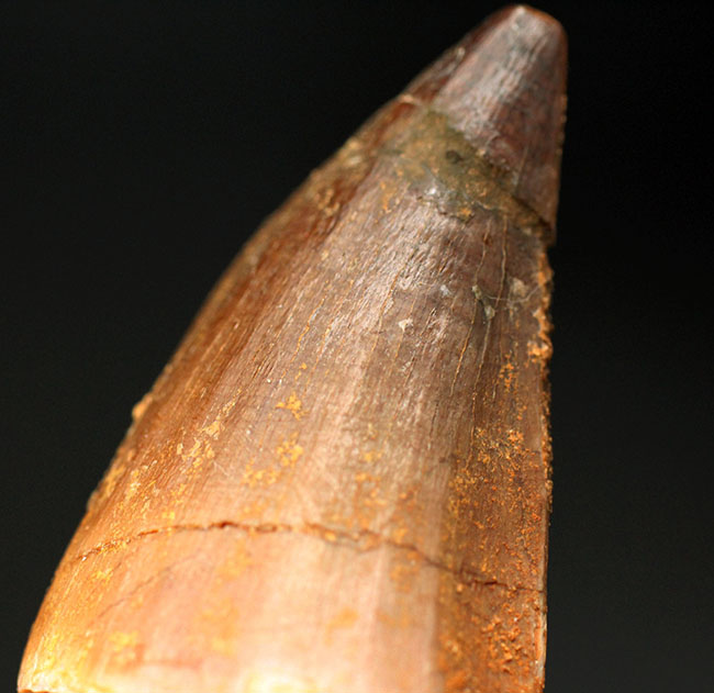 プレゼントにいかが?白亜紀の海中のボス、モササウルス(Mosasaurus)科の歯化石(その4)