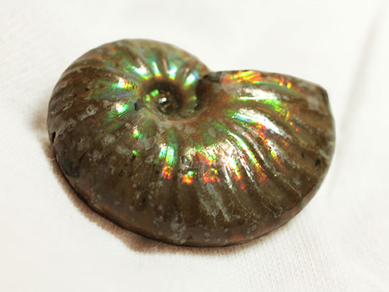 深い肋模様に流れる緑色が濃い！頭足類アンモナイト化石(Ammonite)（その3）