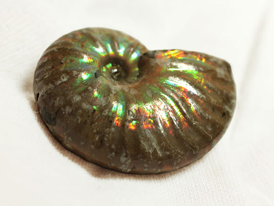 深い肋模様に流れる緑色が濃い!頭足類アンモナイト化石(Ammonite)(その3)