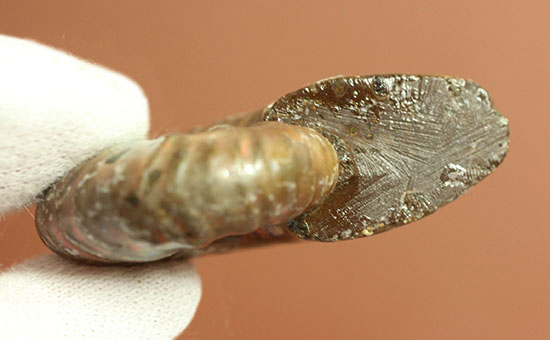 深い肋模様に流れる緑色が濃い!頭足類アンモナイト化石(Ammonite)(その4)