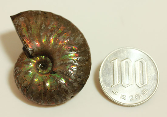 深い肋模様に流れる緑色が濃い!頭足類アンモナイト化石(Ammonite)(その5)