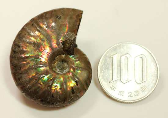 深い肋模様に流れる緑色が濃い！頭足類アンモナイト化石(Ammonite)（その6）