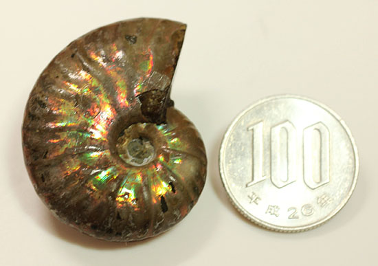 深い肋模様に流れる緑色が濃い!頭足類アンモナイト化石(Ammonite)(その6)