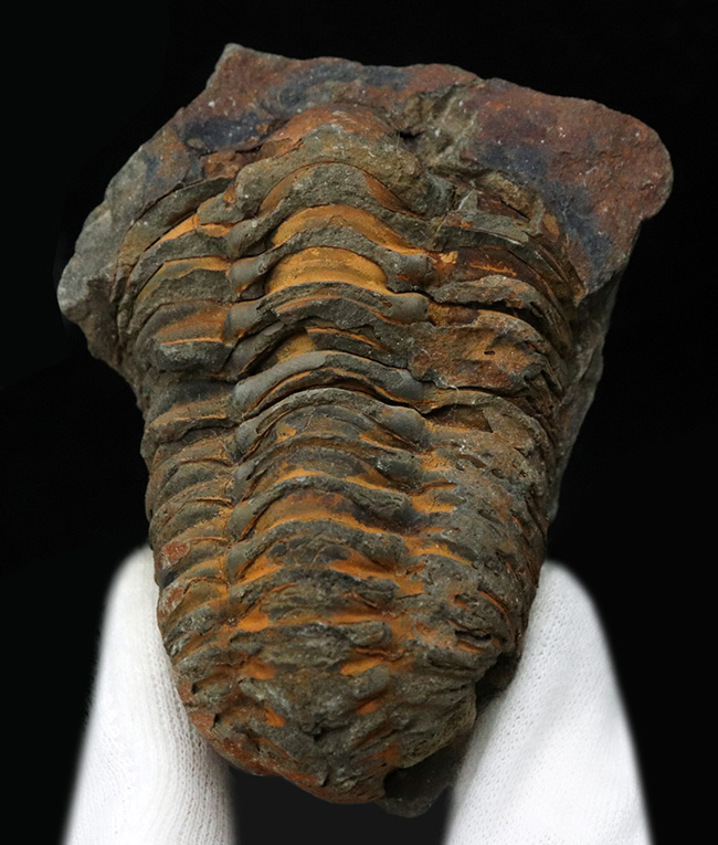 古生代オルドビス紀の地層から発見された芋虫のような丸みを帯びた三葉虫、ディアカリメネ・ウーズレグイ(Diacalymene ouzregui)(その1)