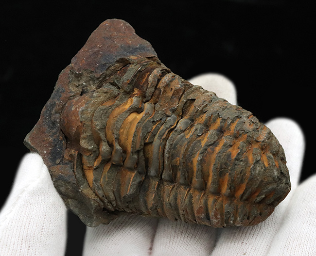 古生代オルドビス紀の地層から発見された芋虫のような丸みを帯びた三葉虫、ディアカリメネ・ウーズレグイ(Diacalymene ouzregui)(その2)
