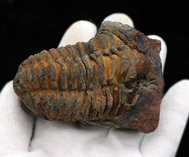 古生代オルドビス紀の地層から発見された芋虫のような丸みを帯びた三葉虫、ディアカリメネ・ウーズレグイ（Diacalymene ouzregui）（その3）