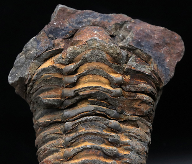 古生代オルドビス紀の地層から発見された芋虫のような丸みを帯びた三葉虫、ディアカリメネ・ウーズレグイ(Diacalymene ouzregui)(その4)