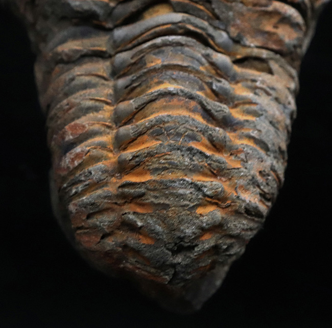 古生代オルドビス紀の地層から発見された芋虫のような丸みを帯びた三葉虫、ディアカリメネ・ウーズレグイ(Diacalymene ouzregui)(その5)