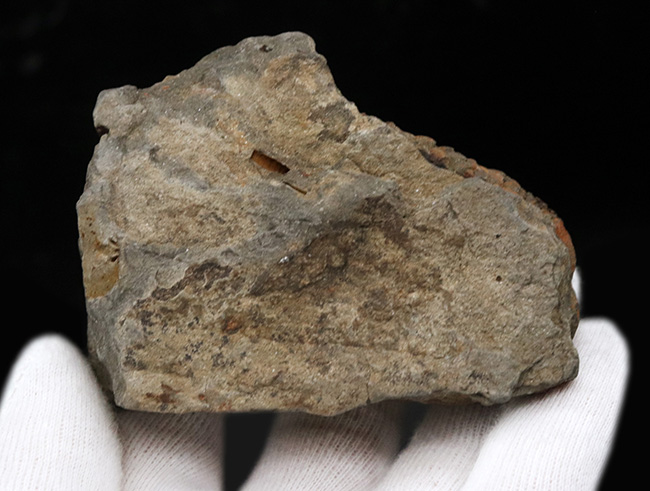 古生代オルドビス紀の地層から発見された芋虫のような丸みを帯びた三葉虫、ディアカリメネ・ウーズレグイ(Diacalymene ouzregui)(その6)