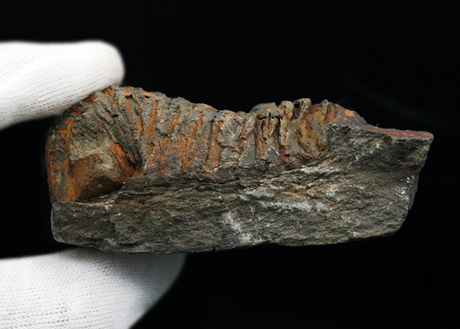 古生代オルドビス紀の地層から発見された芋虫のような丸みを帯びた三葉虫、ディアカリメネ・ウーズレグイ（Diacalymene ouzregui）（その7）