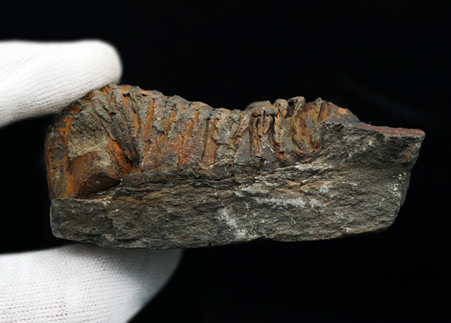 古生代オルドビス紀の地層から発見された芋虫のような丸みを帯びた三葉虫、ディアカリメネ・ウーズレグイ(Diacalymene ouzregui)(その7)