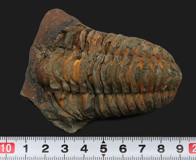 古生代オルドビス紀の地層から発見された芋虫のような丸みを帯びた三葉虫、ディアカリメネ・ウーズレグイ(Diacalymene ouzregui)(その8)