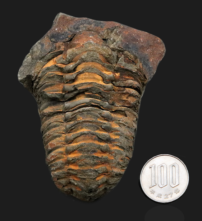 古生代オルドビス紀の地層から発見された芋虫のような丸みを帯びた三葉虫、ディアカリメネ・ウーズレグイ（Diacalymene ouzregui）（その9）