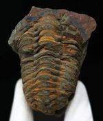 古生代オルドビス紀の地層から発見された芋虫のような丸みを帯びた三葉虫、ディアカリメネ・ウーズレグイ（Diacalymene ouzregui）