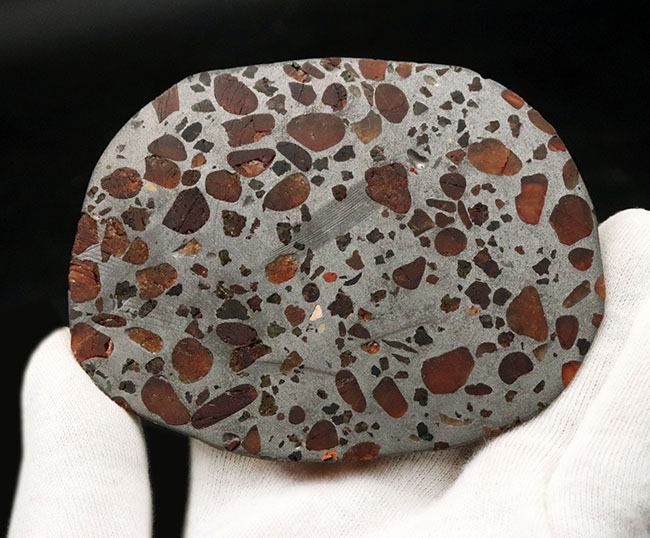 美麗！小惑星帯より飛来した美しき石鉄隕石、パラサイトのスライスカット型標本（その4）