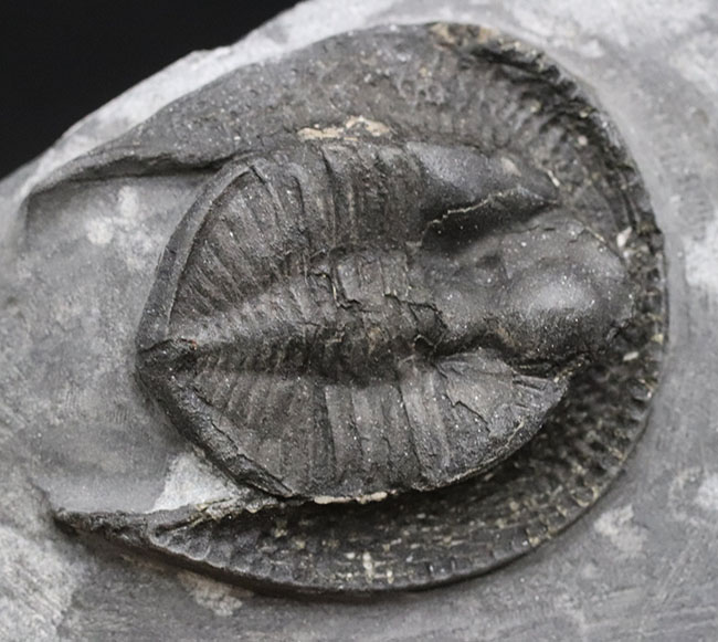 ベリーベリーレア！ヒュージサイズ！モロッコ産のレア三葉虫、デクリボリサスの上質化石（その2）