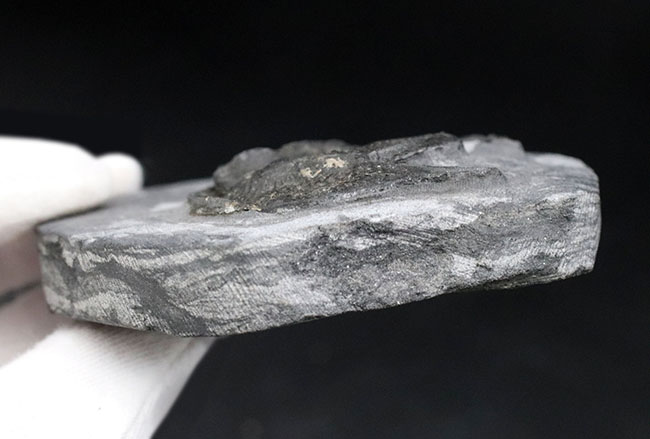 ベリーベリーレア!ヒュージサイズ!モロッコ産のレア三葉虫、デクリボリサスの上質化石(その6)