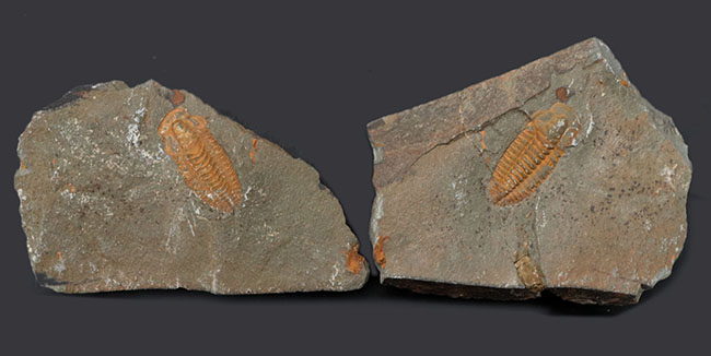 最も初期の三葉虫の一つ、モロッコのカンブリア紀の地層より採集された三葉虫、パラドキシデスのネガポジ化石（その1）