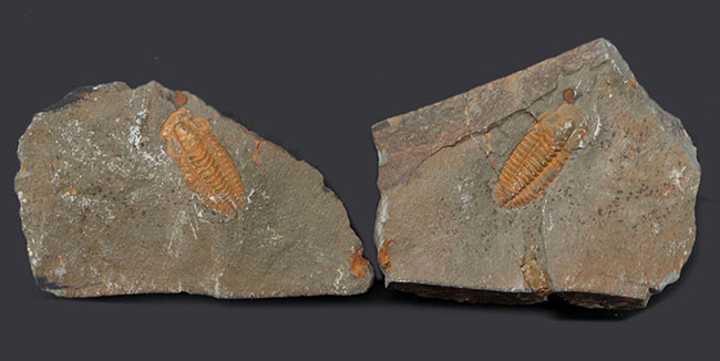 最も初期の三葉虫の一つ、モロッコのカンブリア紀の地層より採集された三葉虫、パラドキシデスのネガポジ化石(その1)