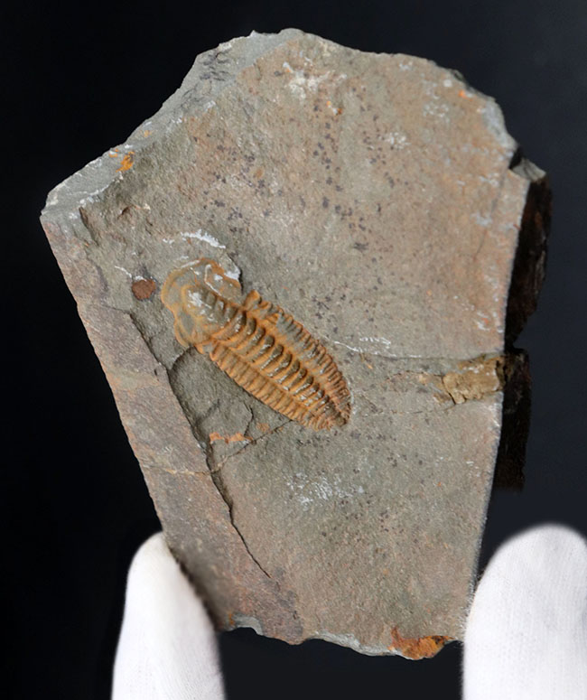 最も初期の三葉虫の一つ、モロッコのカンブリア紀の地層より採集された三葉虫、パラドキシデスのネガポジ化石（その2）
