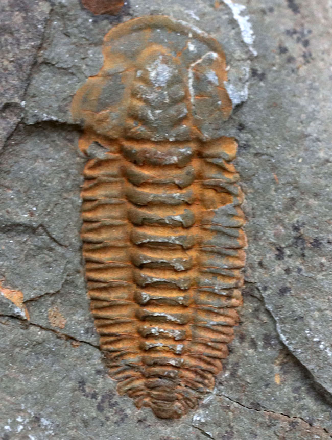 最も初期の三葉虫の一つ、モロッコのカンブリア紀の地層より採集された三葉虫、パラドキシデスのネガポジ化石（その3）