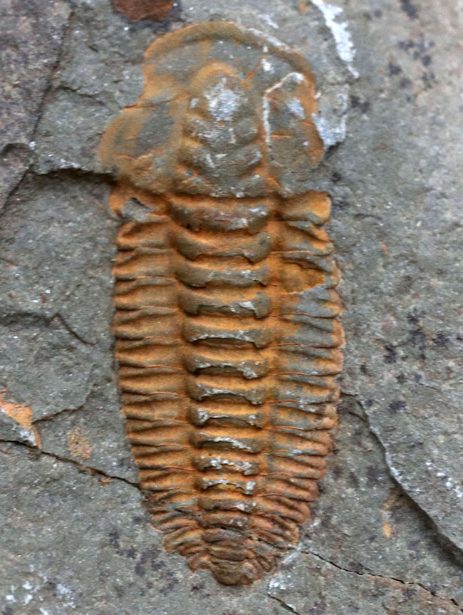 最も初期の三葉虫の一つ、モロッコのカンブリア紀の地層より採集された三葉虫、パラドキシデスのネガポジ化石(その3)