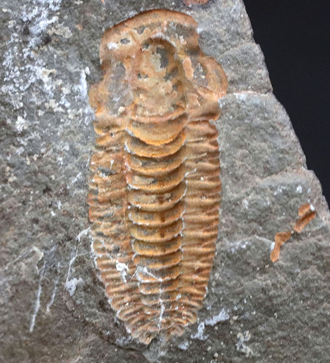 最も初期の三葉虫の一つ、モロッコのカンブリア紀の地層より採集された三葉虫、パラドキシデスのネガポジ化石