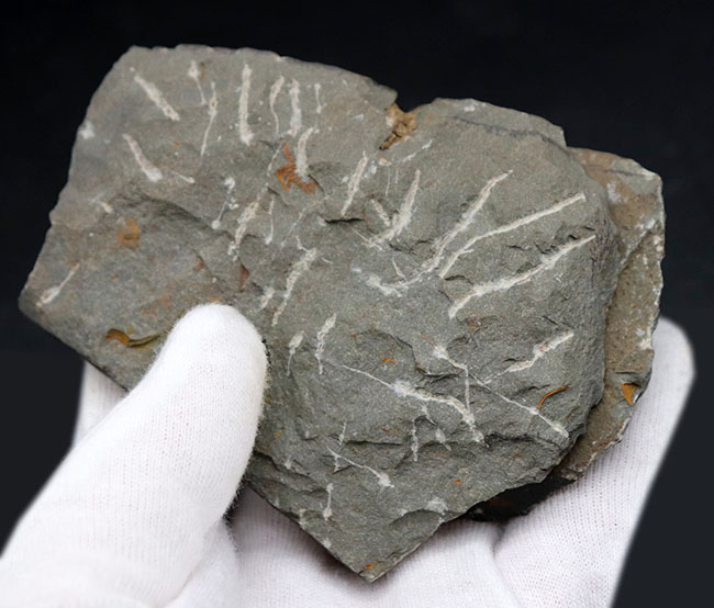 最も初期の三葉虫の一つ、モロッコのカンブリア紀の地層より採集された三葉虫、パラドキシデスのネガポジ化石(その5)