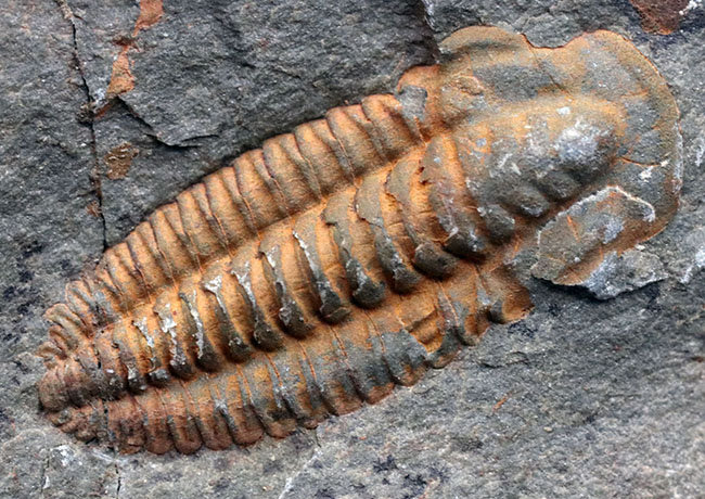 最も初期の三葉虫の一つ、モロッコのカンブリア紀の地層より採集された三葉虫、パラドキシデスのネガポジ化石（その6）