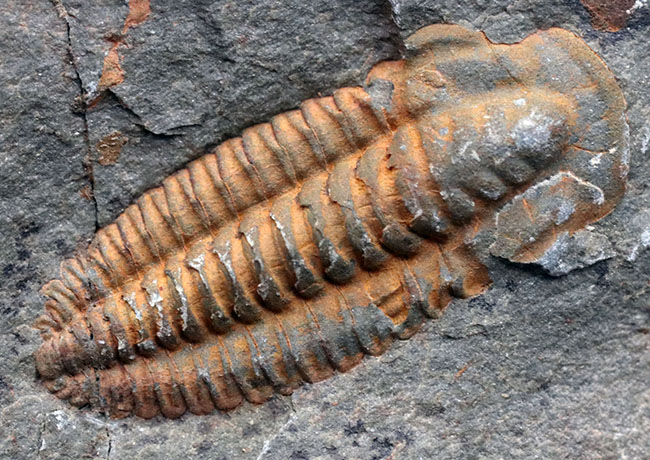 最も初期の三葉虫の一つ、モロッコのカンブリア紀の地層より採集された三葉虫、パラドキシデスのネガポジ化石(その6)