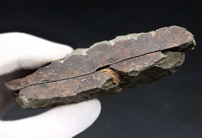 最も初期の三葉虫の一つ、モロッコのカンブリア紀の地層より採集された三葉虫、パラドキシデスのネガポジ化石(その7)