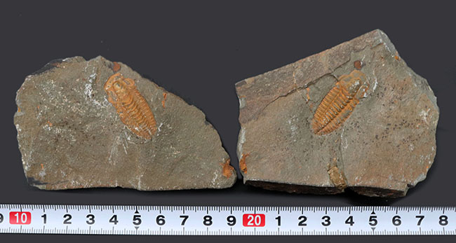 最も初期の三葉虫の一つ、モロッコのカンブリア紀の地層より採集された三葉虫、パラドキシデスのネガポジ化石（その8）