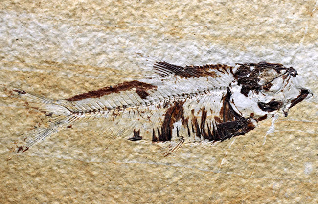 米国ワイオミング州を代表する絶滅古代魚、ナイティア（Knightia）の