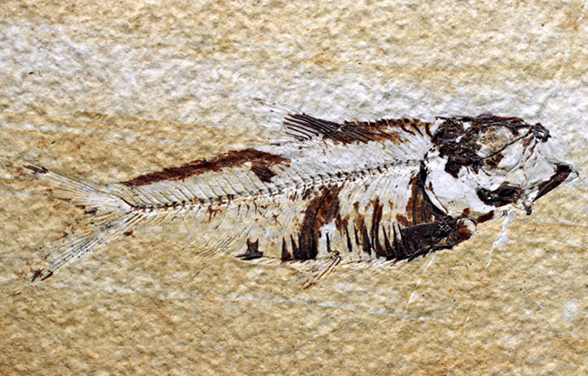 米国ワイオミング州を代表する絶滅古代魚、ナイティア（Knightia）の化石（その1）