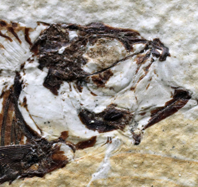 米国ワイオミング州を代表する絶滅古代魚、ナイティア（Knightia）の化石（その10）