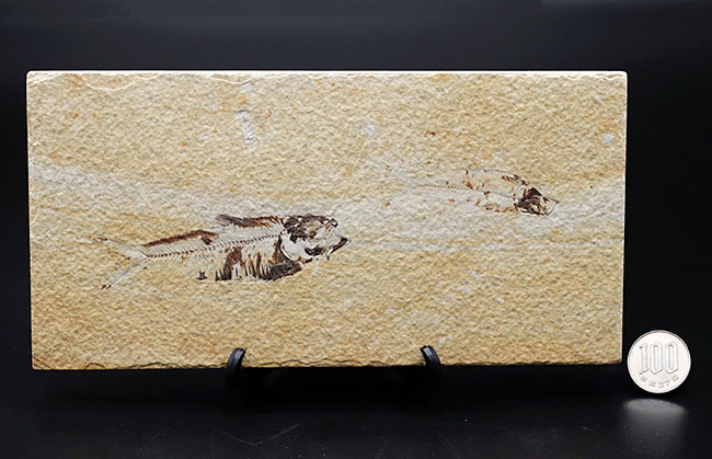 米国ワイオミング州を代表する絶滅古代魚、ナイティア（Knightia）の化石（その13）