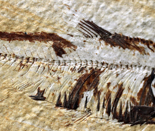 米国ワイオミング州を代表する絶滅古代魚、ナイティア（Knightia）の化石（その4）