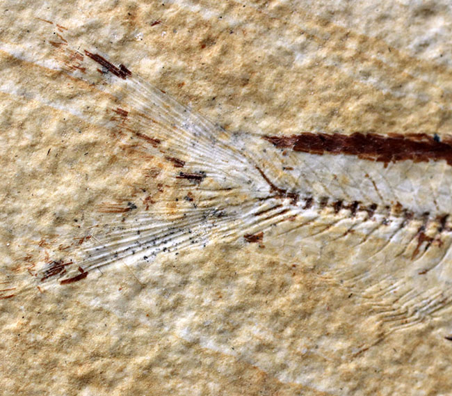 米国ワイオミング州を代表する絶滅古代魚、ナイティア（Knightia）の化石（その5）