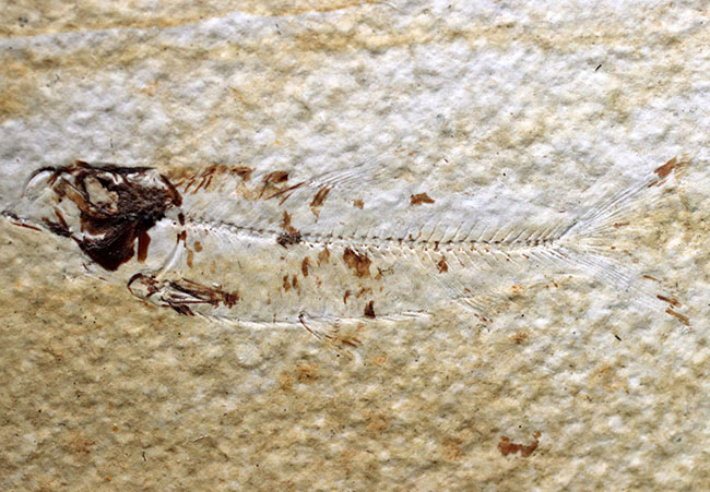 米国ワイオミング州を代表する絶滅古代魚、ナイティア（Knightia）の化石（その6）