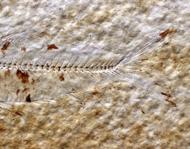 米国ワイオミング州を代表する絶滅古代魚、ナイティア（Knightia）の化石（その8）
