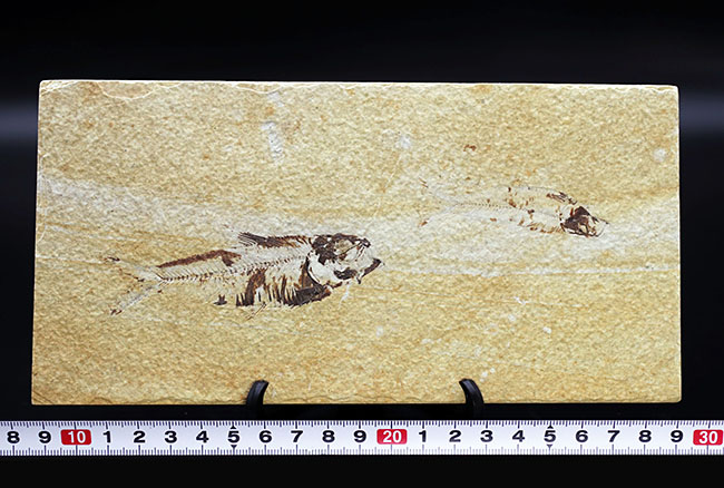米国ワイオミング州を代表する絶滅古代魚、ナイティア（Knightia）の化石（その9）