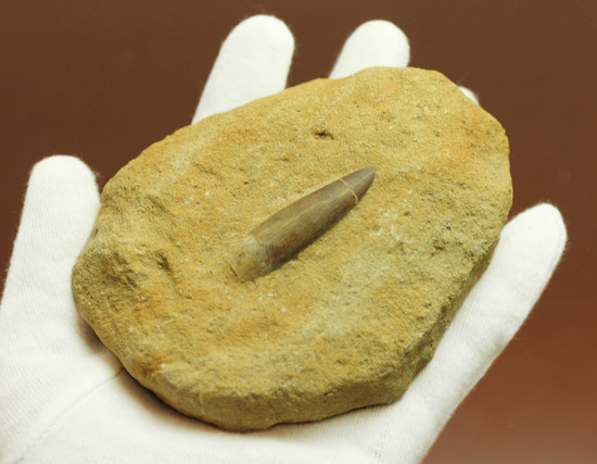 母岩付き!首長竜プレシオサウルスの歯化石(その3)