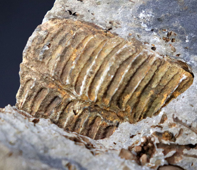 マニアックシリーズ!ビッグ!岩手県陸前高田市産の腕足類化石、レプトダス(Leptodus)のマルチプレート化石(その1)