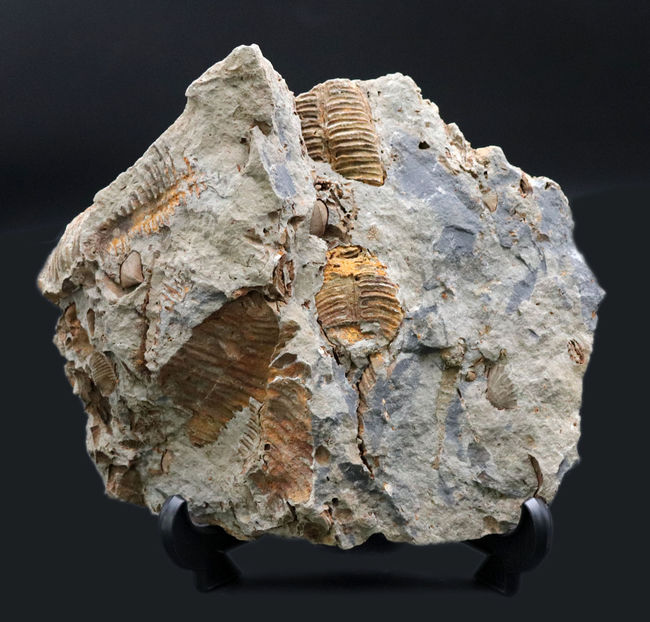 マニアックシリーズ！ビッグ！岩手県陸前高田市産の腕足類化石、レプトダス（Leptodus）のマルチプレート化石（その2）
